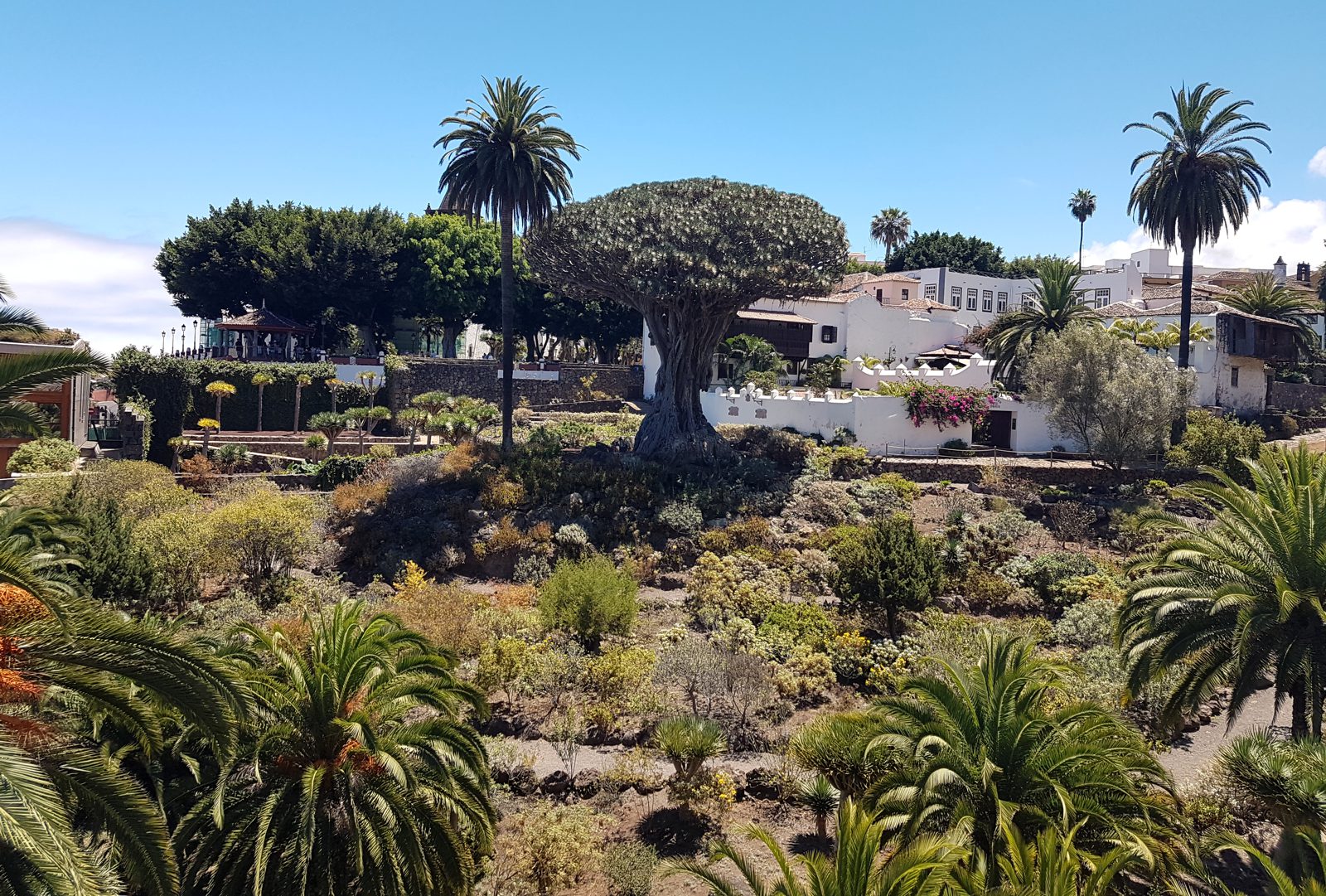 Drachenbaum Teneriffa